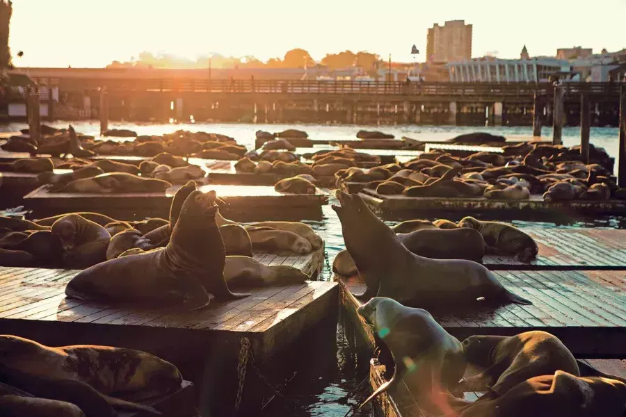 Seelöwen ruhen sich bei Sunset am K-Dock von PIER 39 aus