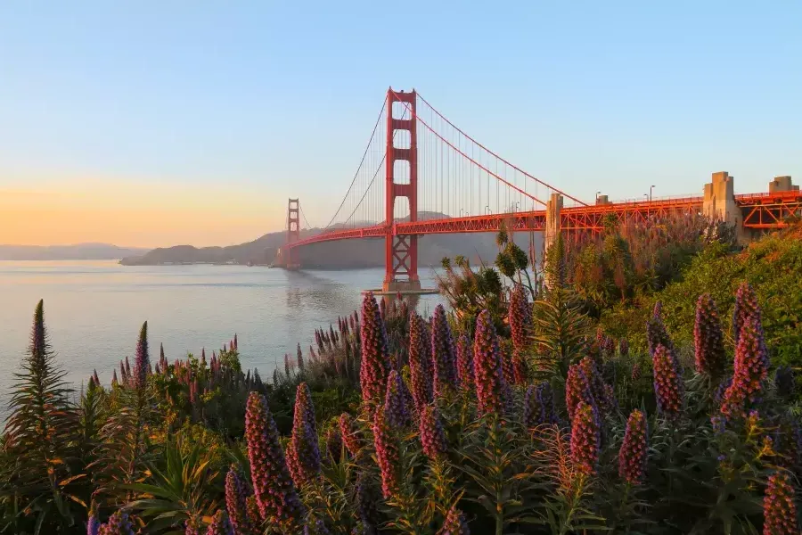 A Golden Gate Bridge é retratada com grandes flores em primeiro plano.