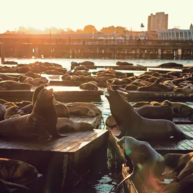 Leones marinos descansan en el muelle K del PIER 39 al Sunset