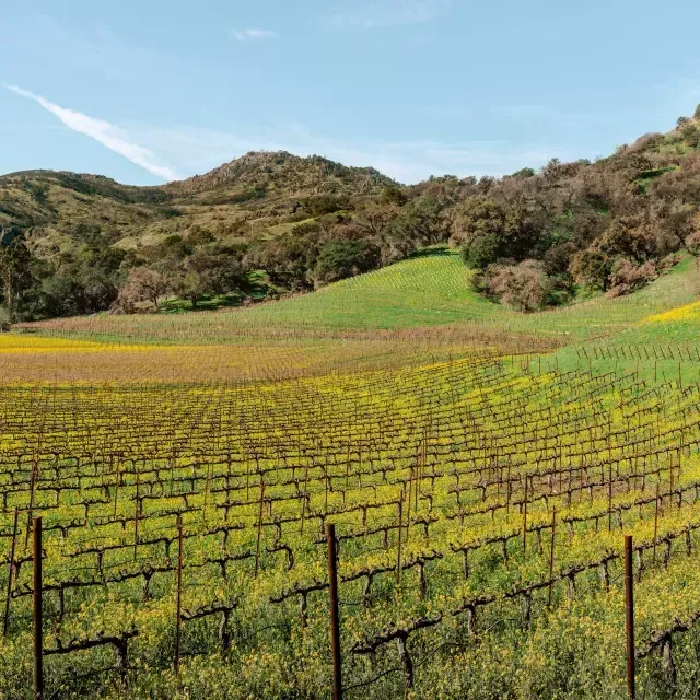 Weinberge im Napa Valley